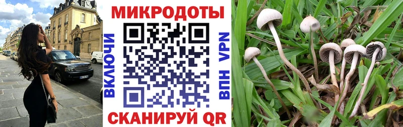 Галлюциногенные грибы Psilocybine cubensis Бежецк